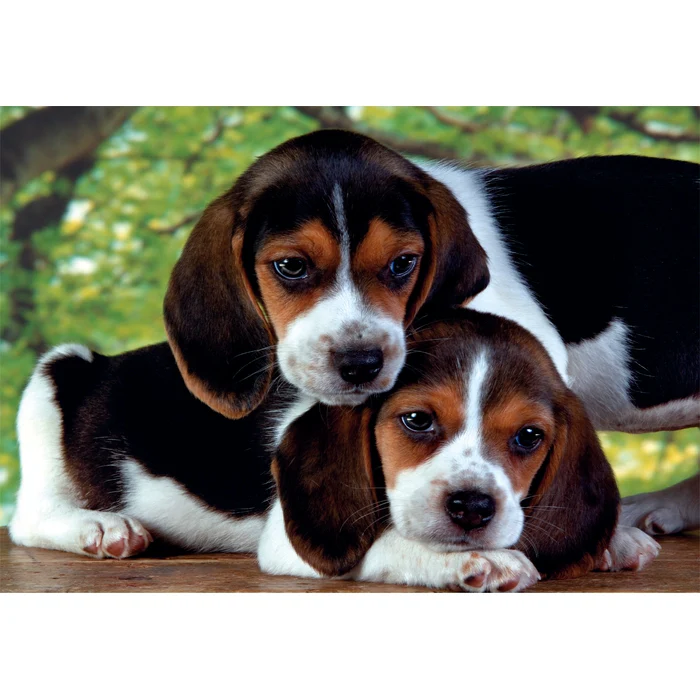 Close together - 500 pezzi - immagine 3