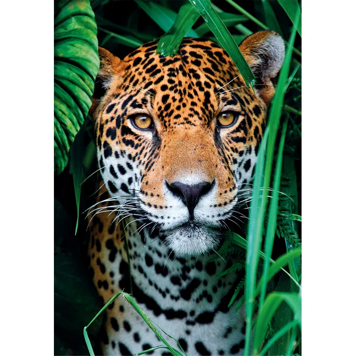 Jaguar in the Jungle - 500 pezzi - immagine 3